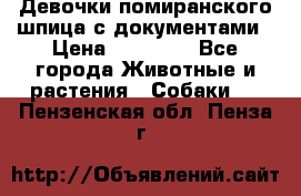 Девочки помиранского шпица с документами › Цена ­ 23 000 - Все города Животные и растения » Собаки   . Пензенская обл.,Пенза г.